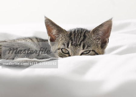 Kitten peering over blankets