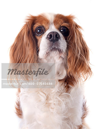 cavalier king charles in front of white background