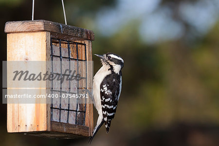a downy woodpecker hangs from the cage of a suet feeder. Black eyes wide open, the bird looks at the peanut suet treat.