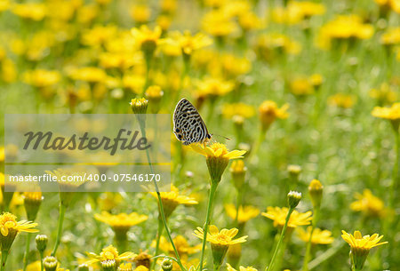 beautiful female The Zebra Blue butterfly (Leptotes plinius) with Mexican Aster flower (Cosmos sulphureus)