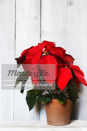 Photo of red poinsettia flower