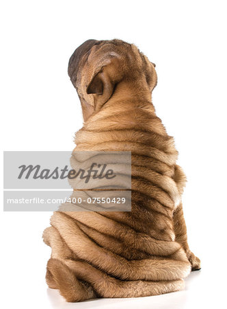 chinese shar pei puppy looking up isolated on white background 4 months old