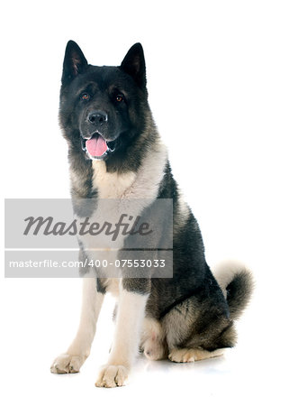 american akita in front of white background