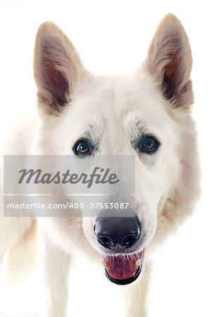 Purebred White Swiss Shepherd in front of white background