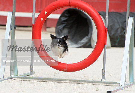 portrait of a cute purebred chihuahua in a competition of agility