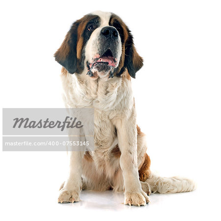 portrait of a purebred Saint Bernard in front of white background