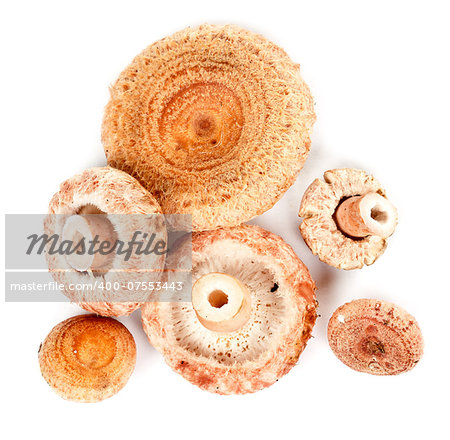 handful of mushrooms isolated on white background