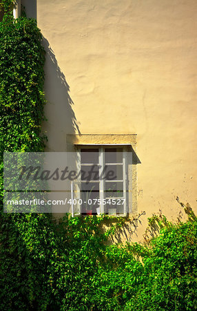 window on yellow wall with ivy