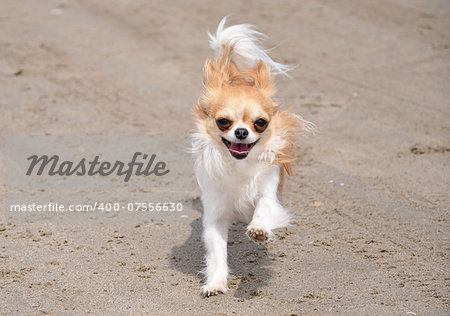 running brown and white chihuahua on the beach