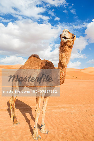 Image of camel in desert Wahiba Oman