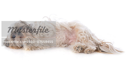 purebred Shih Tzu in front of white background