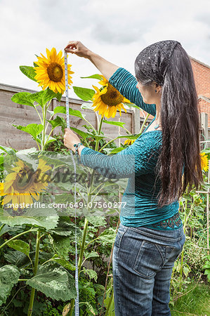 Mature woman measuring sunflowers in garden