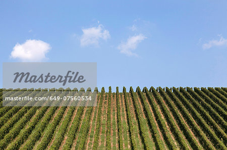 Vineyards in Langhe, Piedmont, Italy