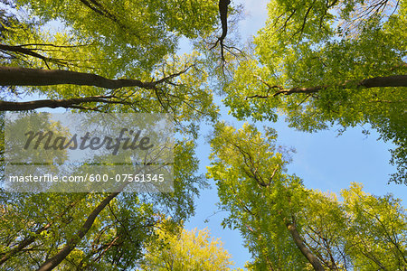 European Beech Trees (Fagus sylvatica) in Spring, Odenwald, Hesse, Germany