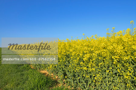 Blooming Canola Field, Odenwald, Hesse, Germany