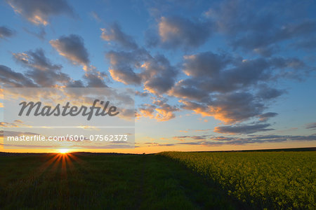 Sunset and Canola Field, Odenwald, Hesse, Germany