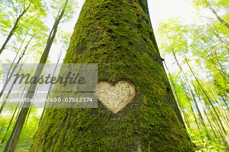 Heart Carved in European Beech (Fagus sylvatica) Tree Trunk, Odenwald, Hesse, Germany