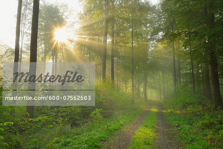 Sunbeams in European Beech (Fagus sylvatica) Forest, Spessart, Bavaria, Germany