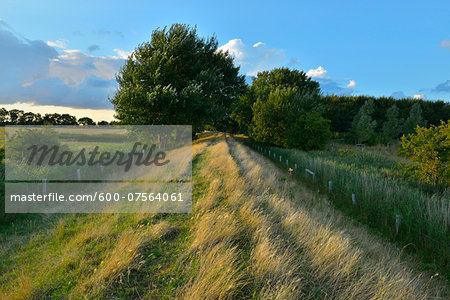 Dike in Summer, Fluegger Watt, Baltic Island of Fehmarn, Schleswig-Holstein, Germany Dike in Summer, Fluegger Watt, Baltic Island of Fehmarn, Schleswig-Holstein, Germany