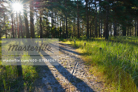 Sandy Path with Sun, Summer, Darsser Ort, Prerow, Darss, Fischland-Darss-Zingst, Baltic Sea, Western Pomerania, Germany