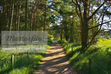 Forest Path in Summer, Darsser Ort, Prerow, Darss, Fischland-Darss-Zingst, Baltic Sea, Western Pomerania, Germany