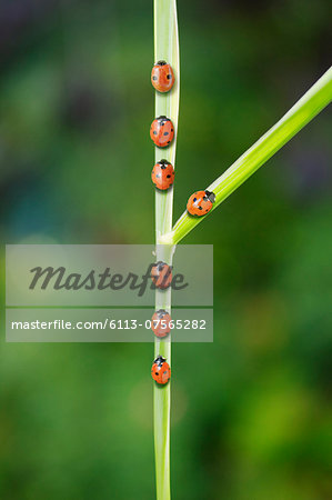 Ladybug taking fork in the road on leaf