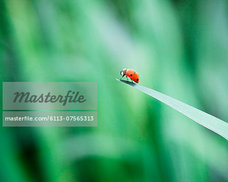 Ladybug on tip of leaf
