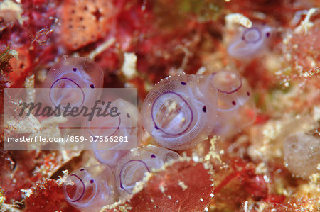 Coral Reef Coral Reef
