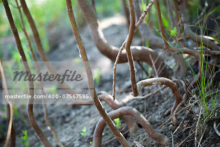 Tangled roots of young trees winding entangled bank