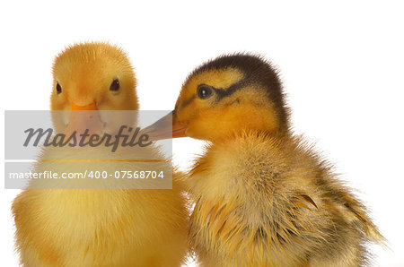 two ducklings on a white background