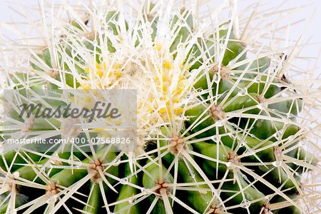 Green cactus closeup