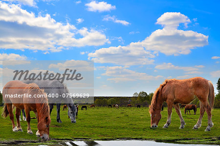 Herd of horses grazing on a spring meadow. In the foreground two brown horses and one gray close up eating grass near the water. Beautiful spring landscape.