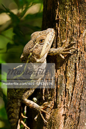 tree lizard climbing in the rain forest of Belize