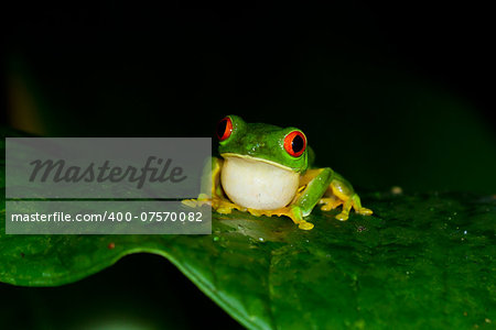 red eyed tree frog at night in the rain forest of Belize calling her mate