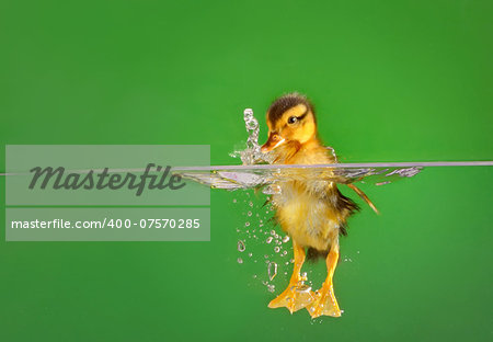 seven days old duckling swimming in aquarium