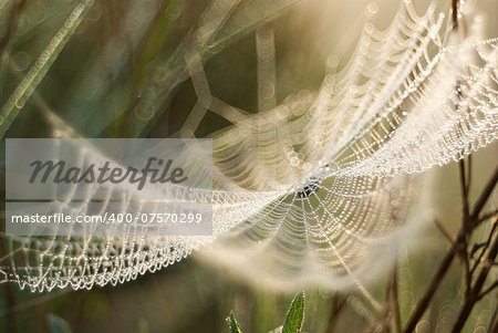 Dew on the cobweb abstract background