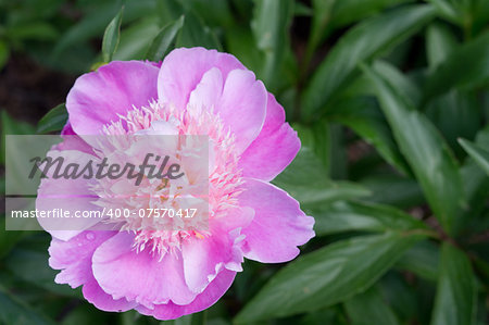 Blossom of violet Paeonia on green background