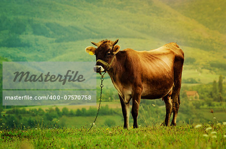 Cow in the green field