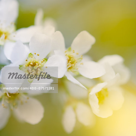 branch of bird cherry with sunlight in the evening.