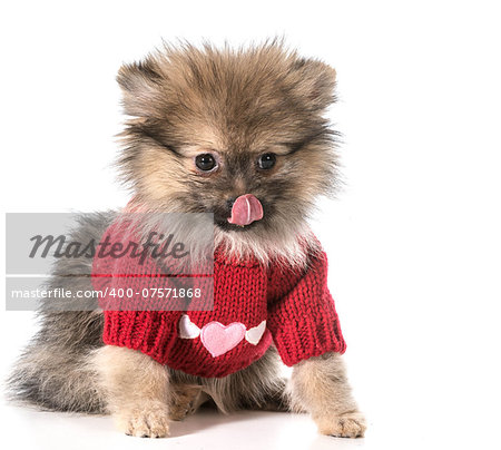 pomeranian wearing red sweater with hearts