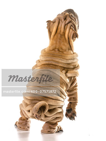 dog dancing - chines shar pei standing on back legs dancing isolated on white background
