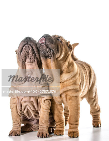 two chinese shar pei puppies looking up isolated on white background - 4 months old