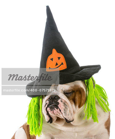 english bulldog wearing witch hat