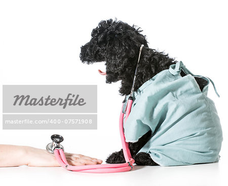 veterinary care - barbet puppy dressed like veterinarian helping person