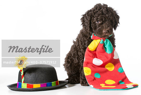 cute barbet puppy dressed up like a clown - 7 weeks old