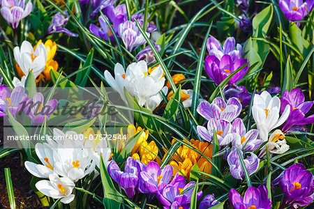 Beautiful purple, yellow and white crocuses (macro) in the spring time. Nature background.