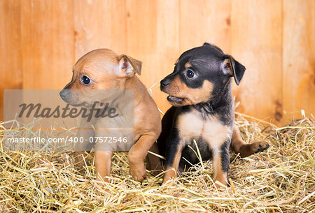 Two Russian Toy Terrier puppies  on a straw on a background of wooden boards