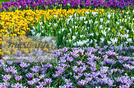 Beautiful purple, yellow and white crocuses (macro) in the spring time. Nature background.