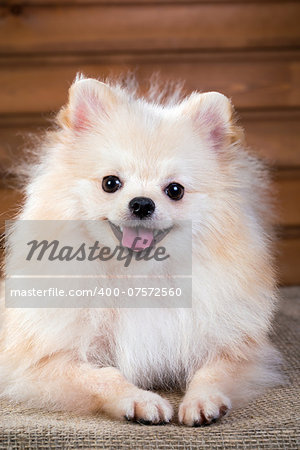 Studio portrait Pomeranian dog on a background wooden wall