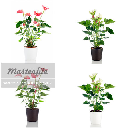 Beautiful Anthedesia anthurium with red, pink and green flowers in flowerpot on white background.